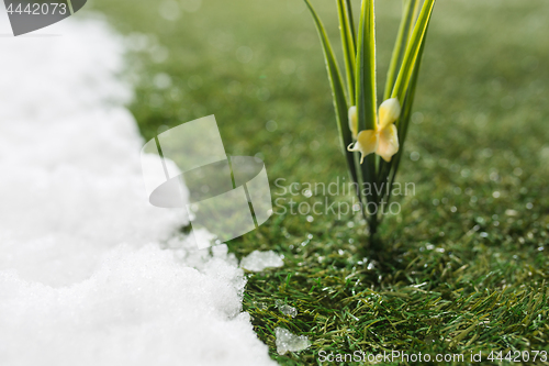 Image of Meeting snow on green grass close up - between winter and spring concept background