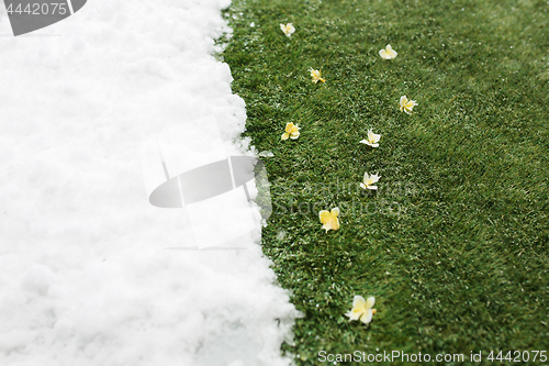 Image of Meeting snow on green grass close up - between winter and spring concept background