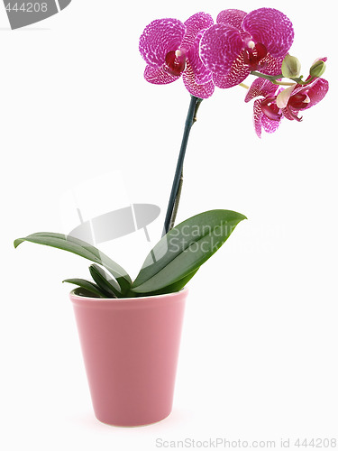 Image of Phalaenopsis Orchid Pot