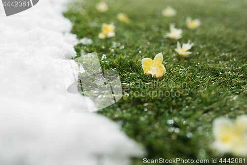 Image of Meeting snow on green grass close up - between winter and spring concept background