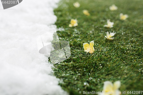 Image of Meeting snow on green grass close up - between winter and spring concept background