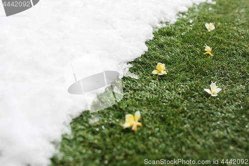 Image of Meeting snow on green grass close up - between winter and spring concept background