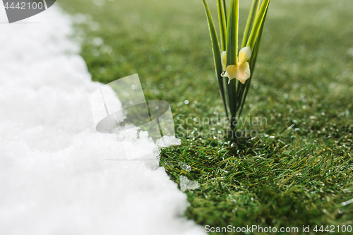 Image of Meeting snow on green grass close up - between winter and spring concept background