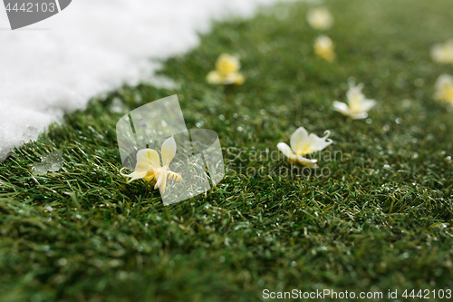 Image of Meeting snow on green grass close up - between winter and spring concept background