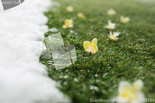 Image of Meeting snow on green grass close up - between winter and spring concept background