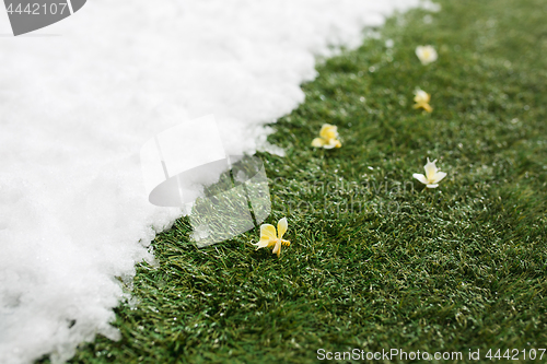 Image of Meeting snow on green grass close up - between winter and spring concept background