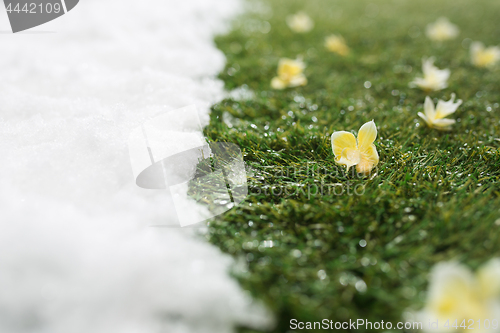 Image of Meeting snow on green grass close up - between winter and spring concept background