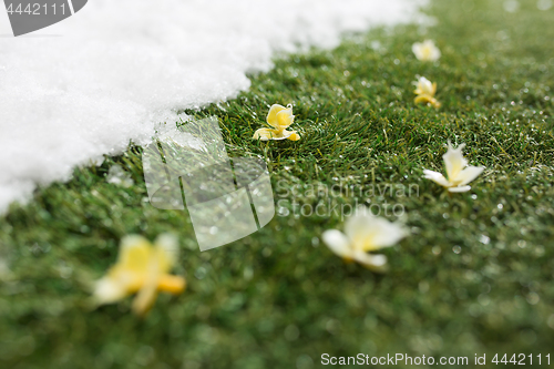 Image of Meeting snow on green grass close up - between winter and spring concept background