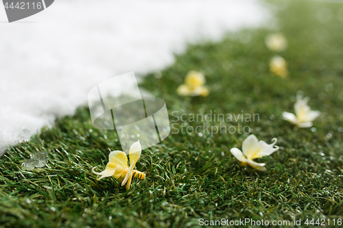 Image of Meeting snow on green grass close up - between winter and spring concept background