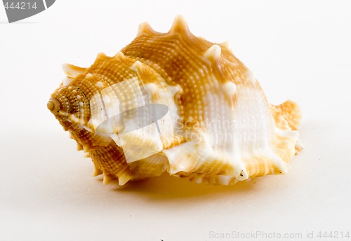 Image of Conch