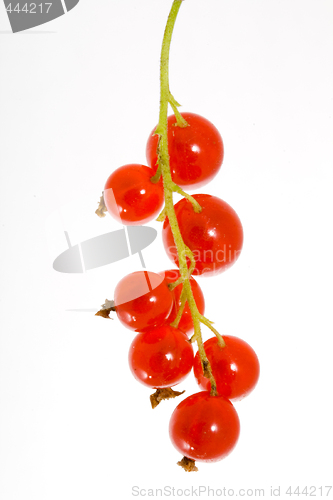 Image of Red Currants