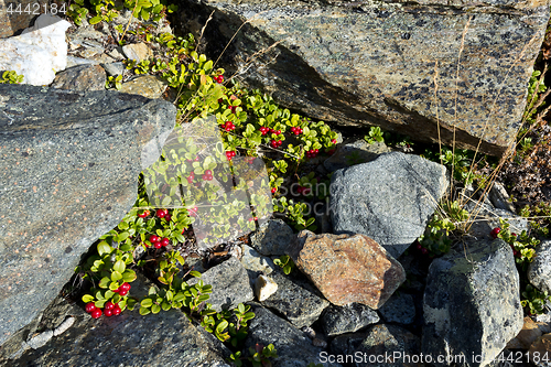 Image of Short evergreen shrub of cowberry (lingonberry, partridgeberry o