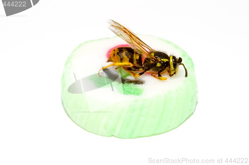 Image of Wasp on a Candy