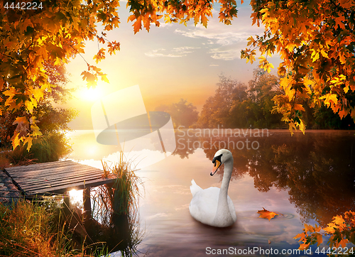 Image of Swan on autumn river