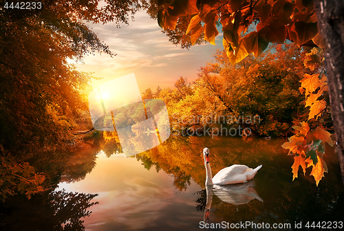 Image of Swan on autumn pond