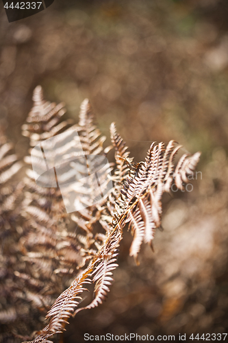 Image of Beautyful brown ferns leaves in sunlight.