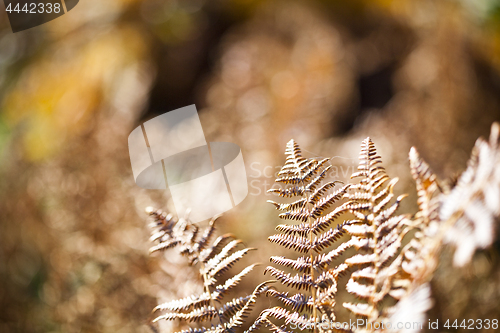 Image of Beautyful brown ferns leaves in sunlight.