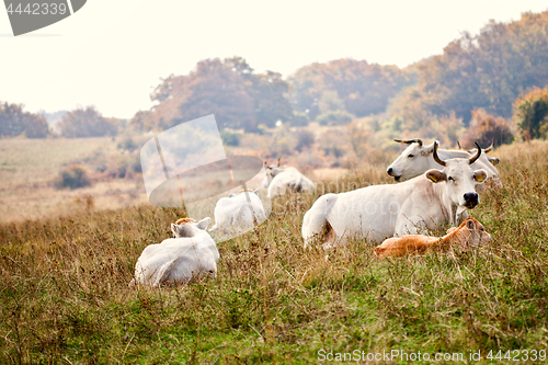 Image of Cows lying on grass at the meadow.