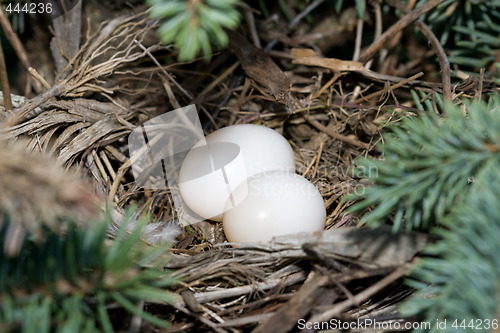 Image of Mourning Dove Eggs