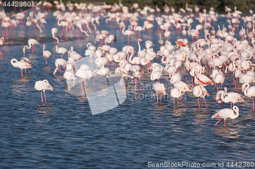 Image of Flock of adorable pink flamingos