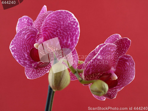 Image of Phalaenopsis Orchid