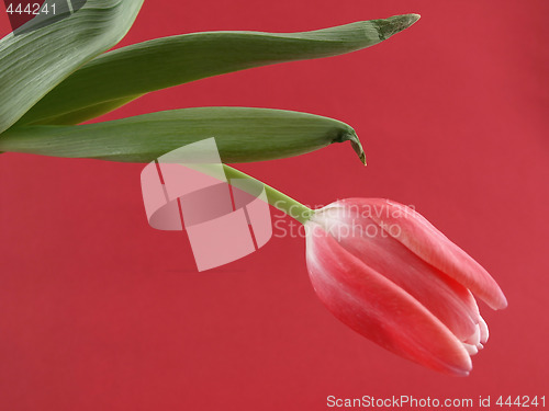 Image of Pink Tulip