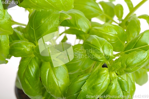 Image of Basil in pot