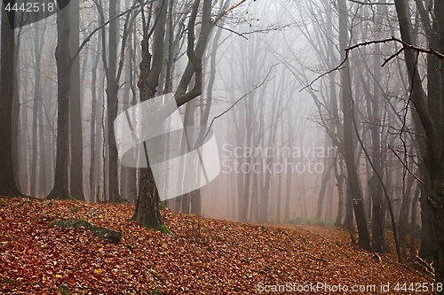 Image of Autumn Forest Fog