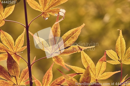 Image of Autumn tree leaves