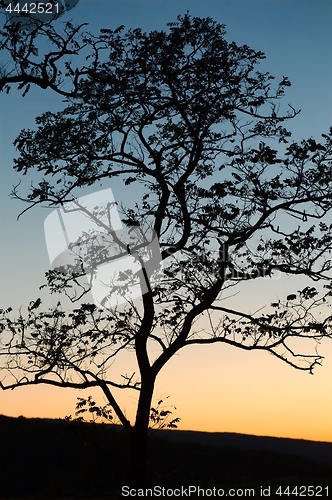 Image of Bare trees silhouettes
