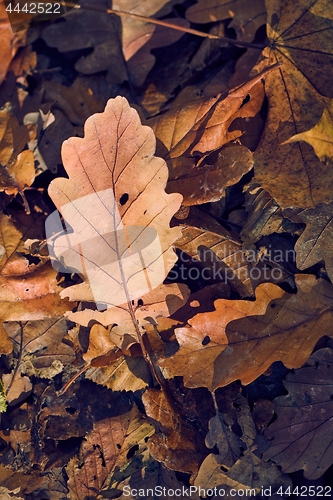 Image of Fallen autumn leaves