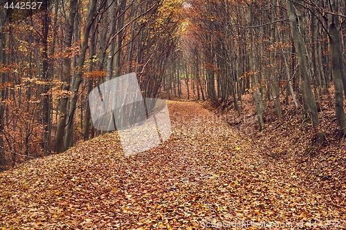 Image of Autumn forest path