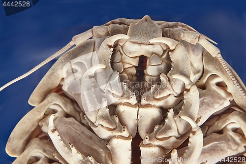 Image of Giant isopod detail