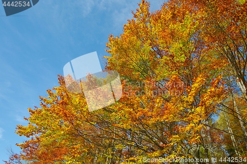 Image of Autumn tree leaves