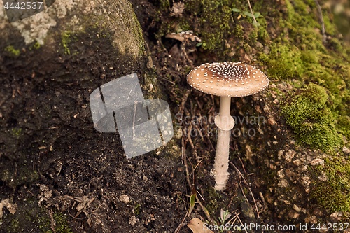 Image of Mushroom growing in a forest