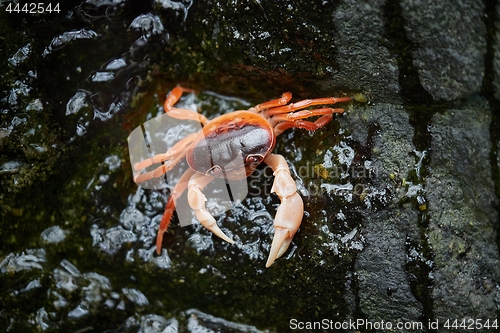 Image of Japanese Freshwater Crab