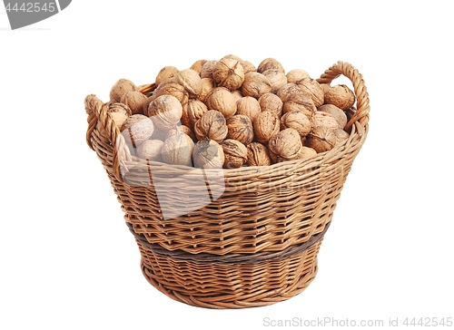 Image of Collecting walnuts in a basket