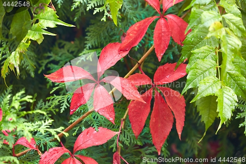 Image of Red leaves ofa climbing plant