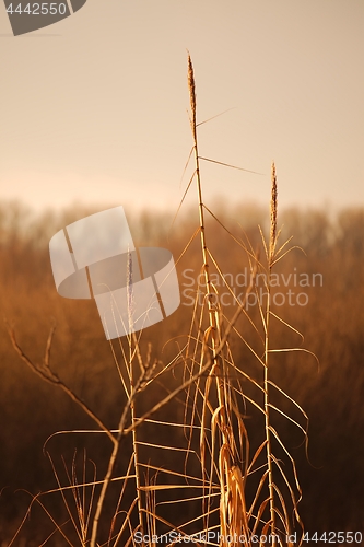 Image of Reed on the lakeside