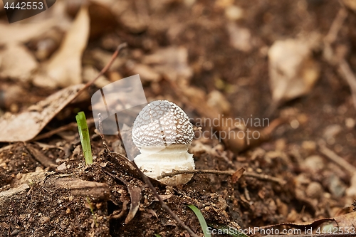 Image of Mushroom growing in a forest