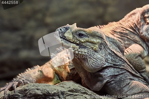 Image of Iguana resting position