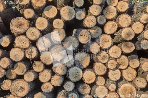 Image of Log wood pile