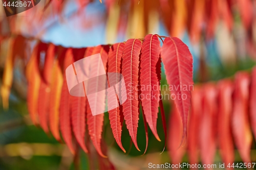 Image of Leaves of autumn