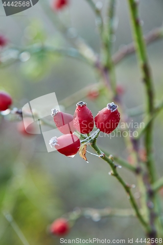 Image of Rosehips herb closeup