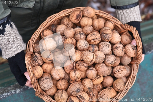 Image of Collecting walnuts in a basket