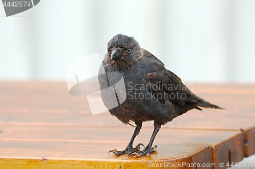 Image of Young crow on a table