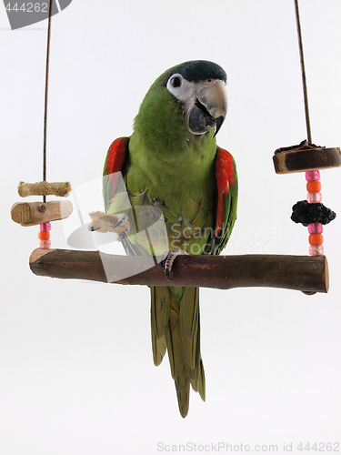 Image of Macaw on a Perch