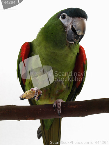 Image of Miniature Noble Macaw with Cracker