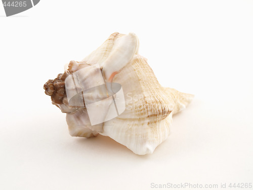 Image of Seashell on White