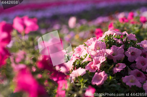 Image of Dubai miracle garden